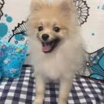 ペットショップ 犬の家 イオン上田店 「ポメラニアン」「問い合わせ番号98496」