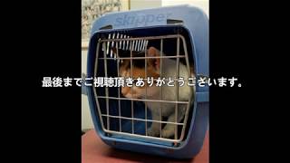 猫の通院 ～ペットリフォーム　愛犬家住宅　神奈川県～