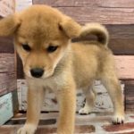 ペットショップ 犬の家 三木店 「柴犬」「102717」