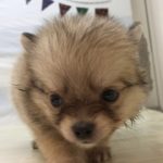 ペットショップ犬の家＆猫の里マークイズ静岡店　ポメチワ　102869