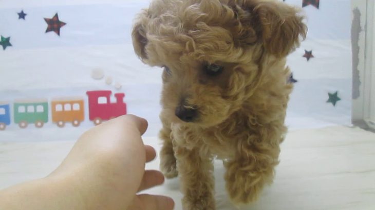 ペットショップ犬の家＆猫の里マークイズ静岡店「103642」「タイニープードル（タイニーサイズ）」