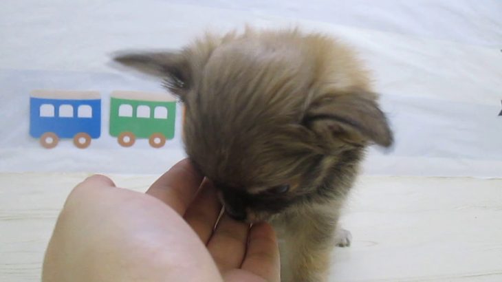 ペットショップ犬の家＆猫の里マークイズ静岡店「103655」「チワワ」