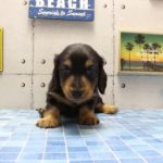 ワンラブ　名古屋市　ペットショップ　164309