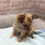 ペットショップCoo&RIKU No429439 チワワ