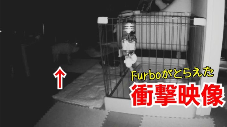 Furboが捕らえたマーキング衝撃映像！悲しすぎるおもらし【トイプードルのEnen君♪】