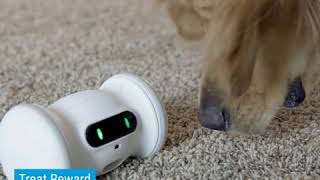 バレム・ペット・フィットネス (Main Video)