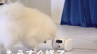 バレム・ペット・フィットネス (Sub video-3)