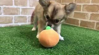 ペットショップcoo&riku No.429804　ロングコートチワワ