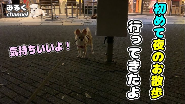 🔴初めて夜のお散歩行ってきたよ！【dog】【puppy】【Chihuahua】【ペット動画】