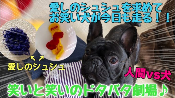 シュシュを求めて頑張るお笑い犬vs人間【手術前映像】