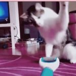 ペットの素敵な行動で笑って笑う #1