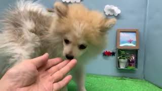ペットショップ犬の家【刈谷店】【ポメラニアン】【102422】