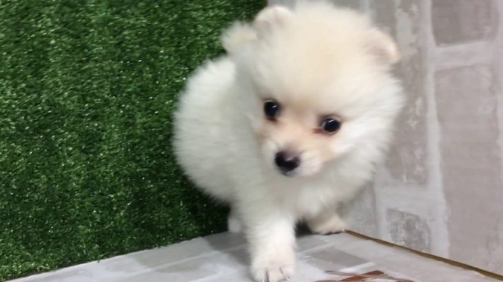 ペットショップ犬の家＆猫の里カインズ梓川店「ポメラニアン」「お問い合わせ番号104645」