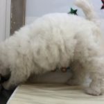 ペットショップ犬の家&猫の里マ―クイズ静岡店　104879　ビションフリーゼ