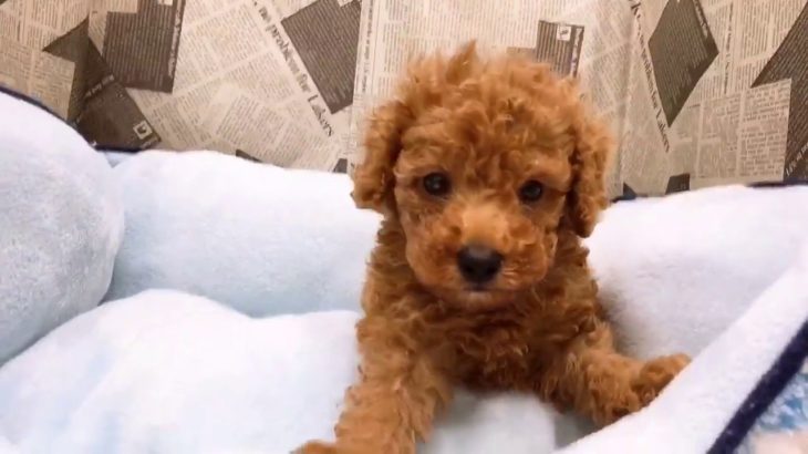 ペットショップ犬の家　袋井店「104918」「トイ・プードル」