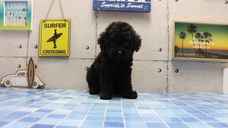 ワンラブ　名古屋市　ペットショップ　167760