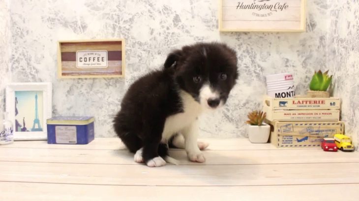 ワンラブ　名古屋市　ペットショップ　167805