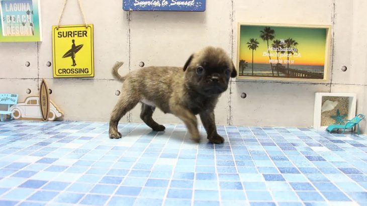 ワンラブ　名古屋市　ペットショップ　168441