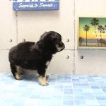 ワンラブ　名古屋市　ペットショップ　168523