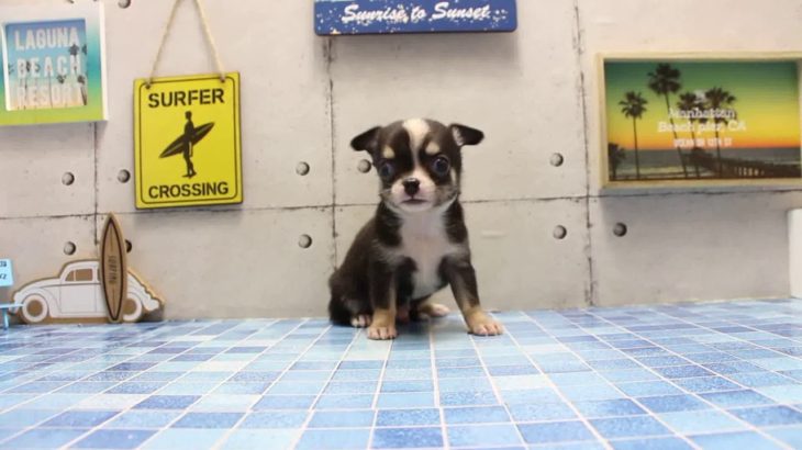 ワンラブ　名古屋市　ペットショップ　169505