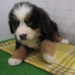 ペットショップCoo&RIKU No00439768 バーニーズマウンテンドッグ