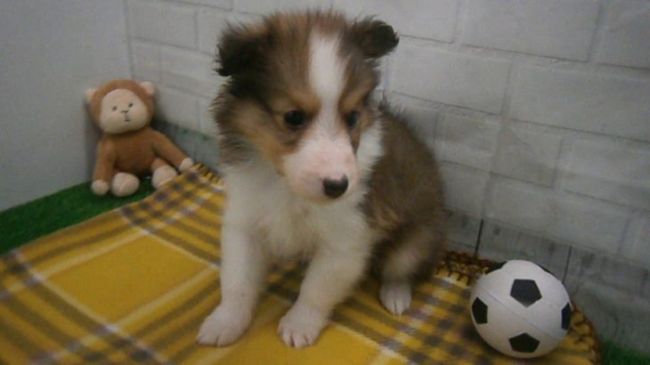 ペットショップCoo&RIKU No00439864 シェットランドシープドック