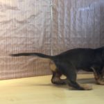 ペットショップCoo&RIKU No429973　ミニチュア・ダックスフンド