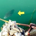 【衝撃映像】黒鯛が出た！チヌがウヨウヨ！【クロダイ】磯釣り防波堤 Dorada Pez Fish
