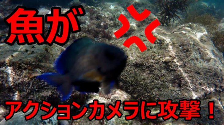 【かわいい衝撃映像】魚がアクションカメラに攻撃⁉【衝撃動画】【ペット威嚇GoPro釣り自然水中アクアリウム事故】【水中】