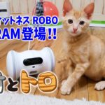 【保護猫のトロ】ロボットの友達ができました！(ペットフィットネスVARRAM) ーI got a robot friend!ー