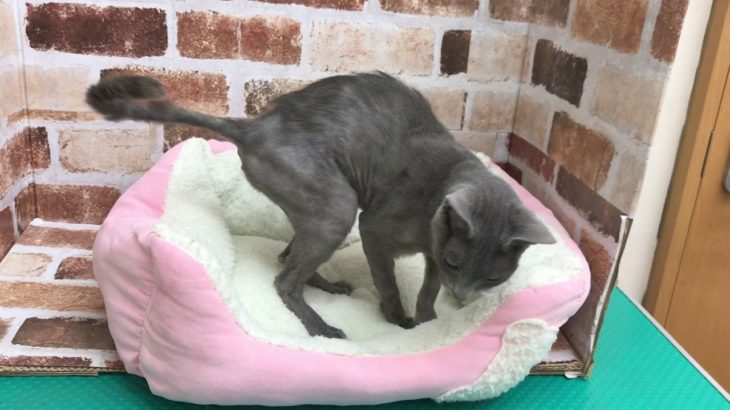 ペットショップcoo&riku ロシアンブルーNo.332166