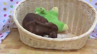 ペットショップcoo&riku No.430379