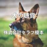 犬の聴覚　愛犬家住宅　ペットリフォーム　埼玉県