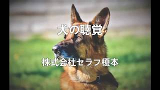 犬の聴覚　愛犬家住宅　ペットリフォーム　埼玉県