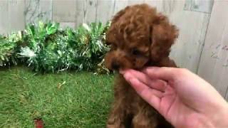 ペットショップ犬の家＆猫の里 イオン小牧店【生体番号　】【種類　タイニープードル　】