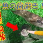 【衝撃映像】泳いでいる魚の歯磨きをやってみた！