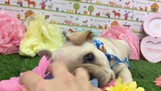 ペットショップ 犬の家 神戸店 「フレンチ・ブルドッグ」「105092」