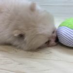 ペットショップ犬の家＆猫の里マークイズ静岡店「105189」「ポメラニアン」