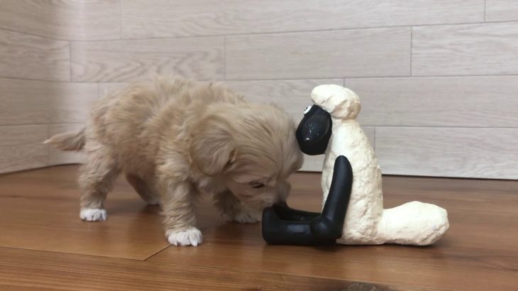 105610 ハーフ犬 （チワワ×トイプードル）♀ ペットショップ犬の家＆猫の里 豊川インター店