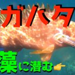 衝撃映像！日本海の無人島で高級魚デカキジハタが捕食していた生き物とは【17話】