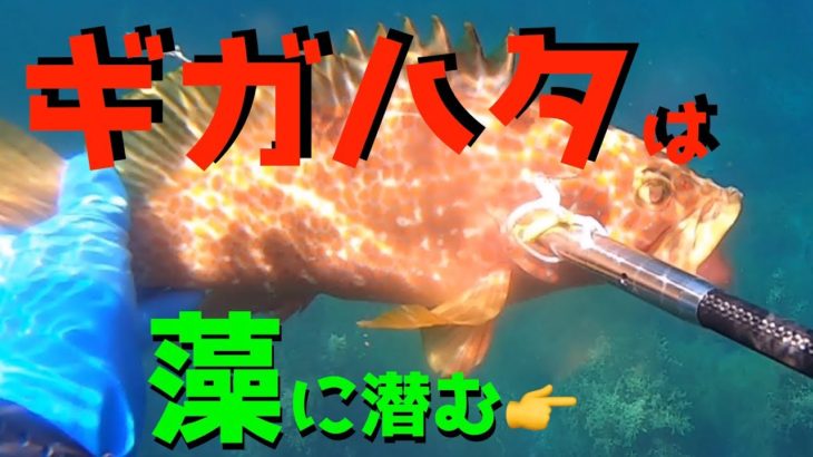 衝撃映像！日本海の無人島で高級魚デカキジハタが捕食していた生き物とは【17話】