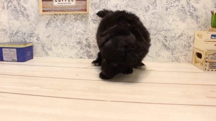 ワンラブ　名古屋市　ペットショップ　170737