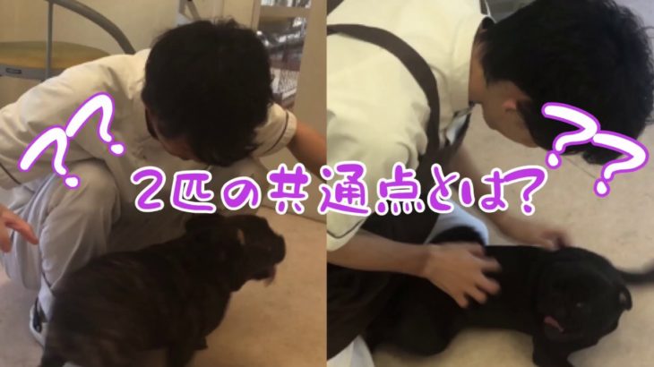 2匹の大好きなものとは？？［兵庫ペット医療センター トリミング 尼崎 犬動画　］Happy dog glooming