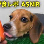 ASMR 子犬の初実食レポート＆ワンコの簡単栄養教室ニンジン編