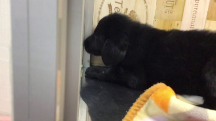 ペットショップ 犬の家 ○○店 「品種名」「問い合わせ番号」