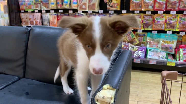 ペットショップ 犬の家