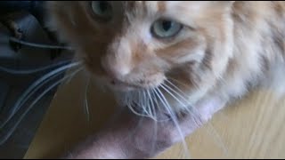 やっぱり癒される　ペットとの日常