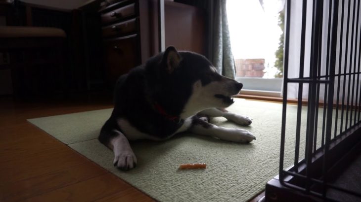 20200111　マロちゃんおやつ♪　ペットホテル「ラルゴ」盛岡