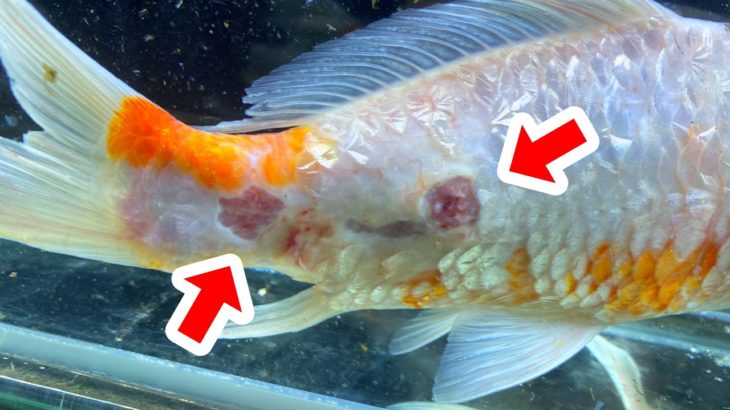 ペットを川に逃がすとこうなる