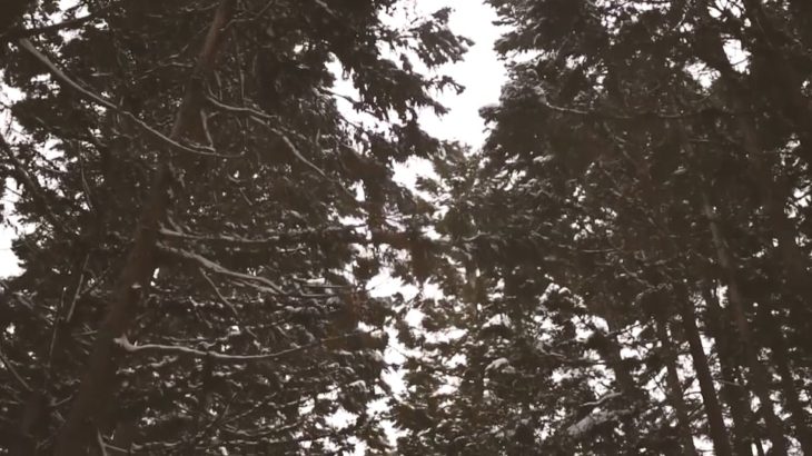 30秒の旅｜長野県山ノ内町 地獄谷野猿公苑【30 seconds trip】